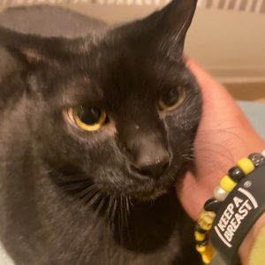 Meet your Posher, Onyx